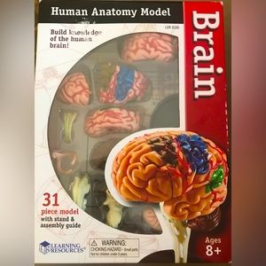 Learning Resources Human Anatomy model BRAIN. Realistic model 31 pieces